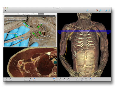 Anatomy Software Support